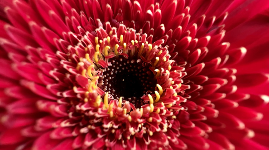 Camera macro lấy nét từ khoảnɡ cách 2cm - iPhone 13 Pro 1TB