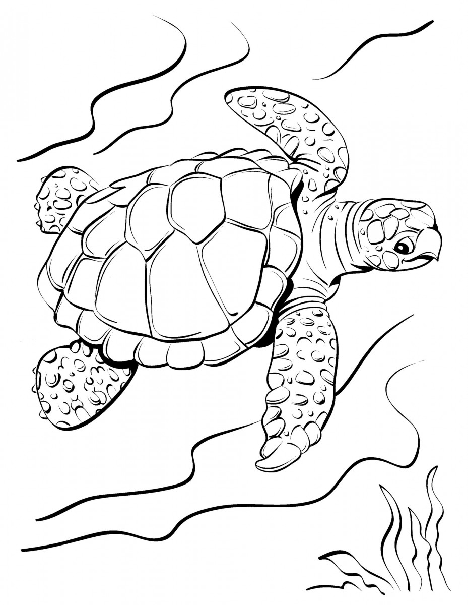 1603311075 30 bo suu tap cac tranh to mau con rua dang scaled 1