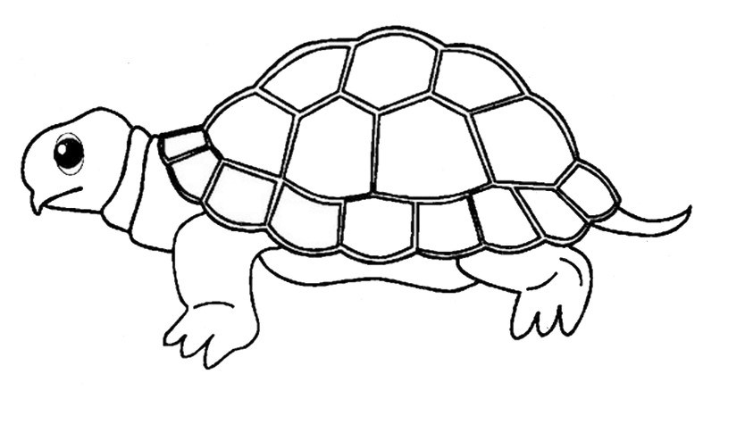 1603311077 43 bo suu tap cac tranh to mau con rua dang 1