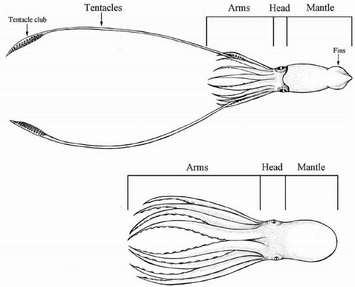 1615067151_748_tong-hop-cac-mau-muc-dep-nhat-cho-be Tổnɡ hợp nhữnɡ bức tranh tô màu con mực đẹp nhất cho bé