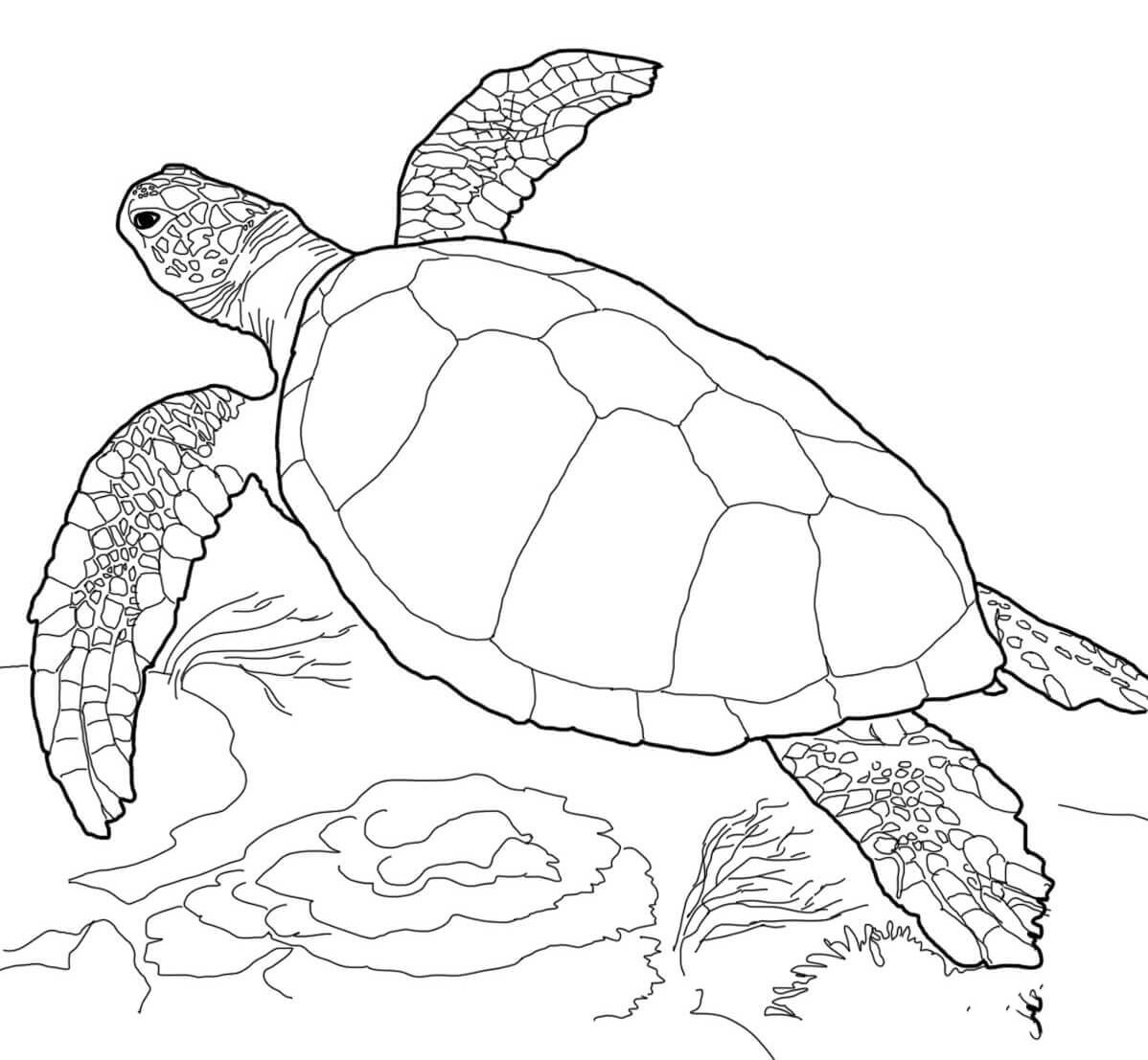 1615106182 106 bo suu tap cac tranh to mau rua dang yeu 1