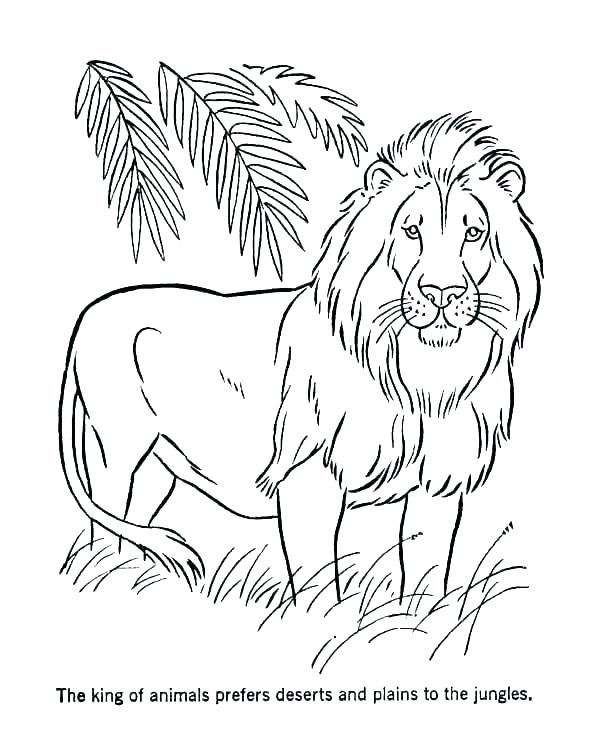 tranh-to-mau-con-su-tu-4 tranh-to-mau-con-su-tu-4